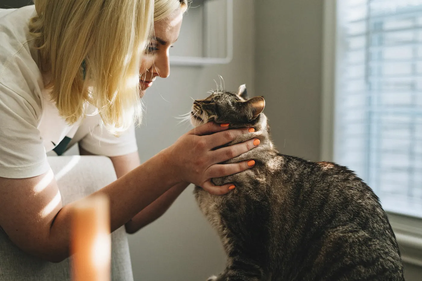 Una doctora acaricia a una gata atigrada en el consultorio