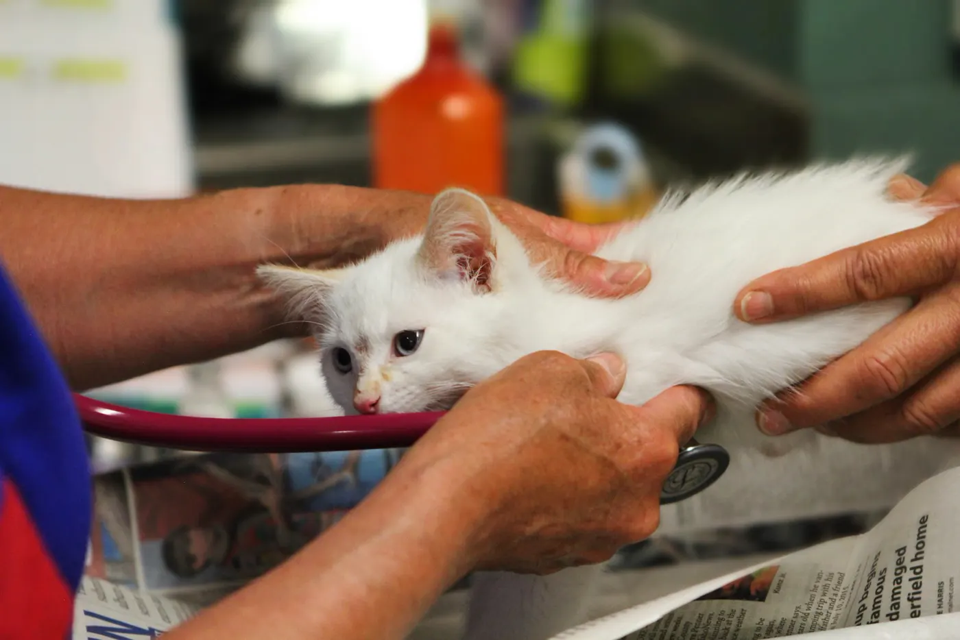 Un gatito blanco recibe revisión con estetoscopio