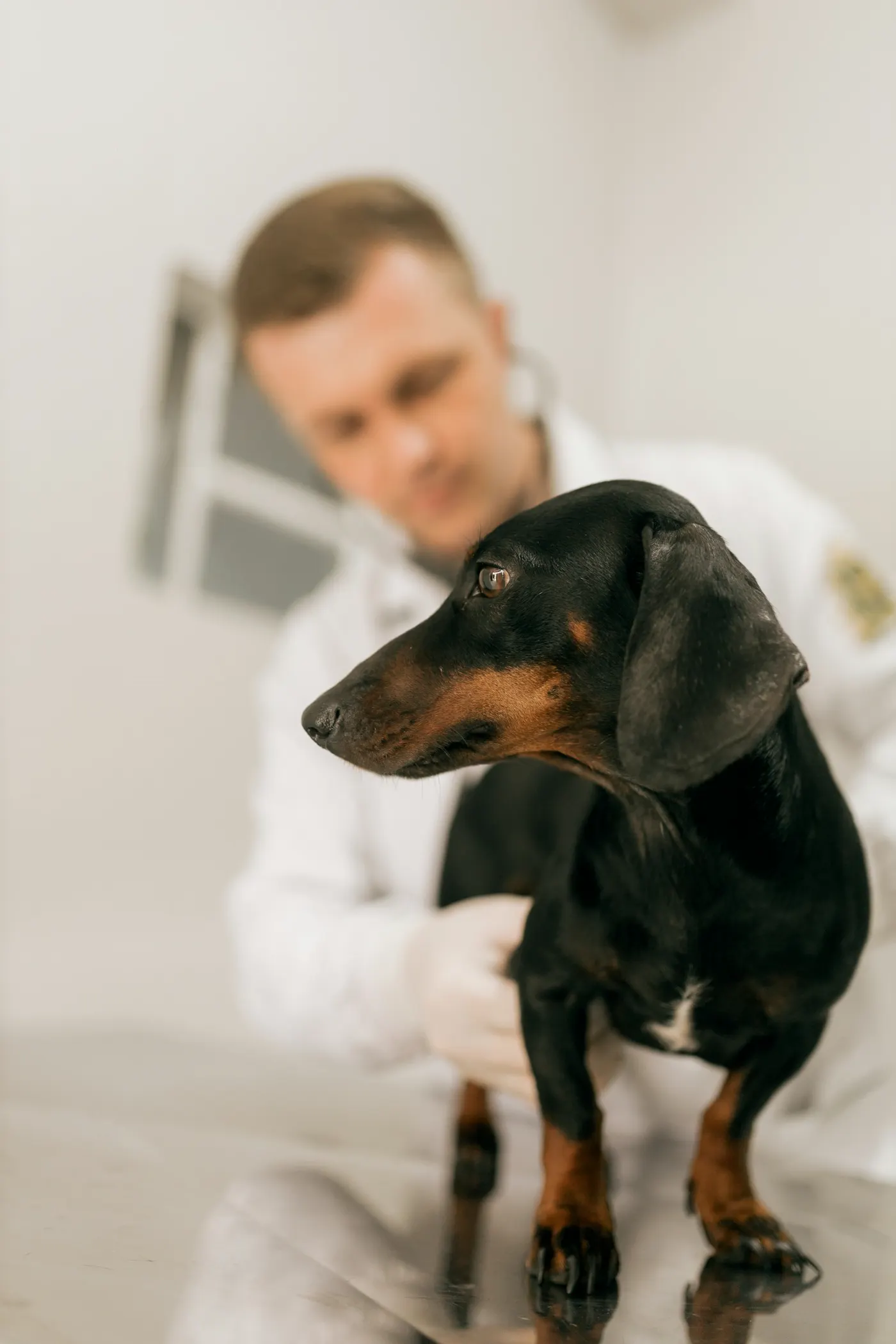 Veterinario revisa a un perro salchicha negro con café